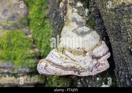 Fomes fomentarius champignons (sabot) issues d'un tronc d'arbre. Banque D'Images