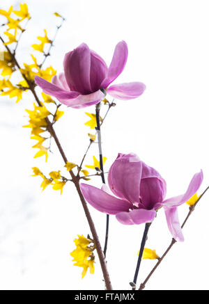 Fleur de Magnolia rose et jaune arbre branches Fleur Forsythia Printemps Portrait Bouquet, Jardin White Snow Bokeh Background Banque D'Images