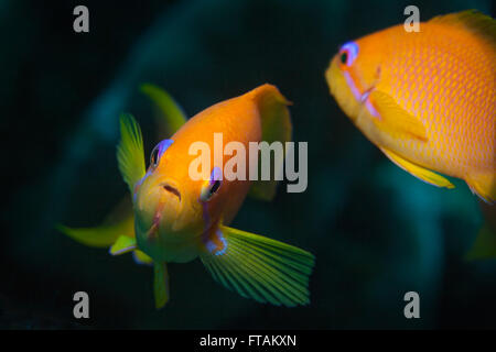 Femme Scalefin Anthias Banque D'Images