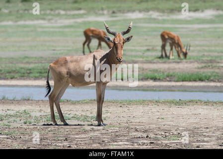 Kongoni (Alcelaphus buselaphus). L'espèce est également connu comme un des bubales. Un baccalauréat en troupeau d'impala passent derrière. Banque D'Images