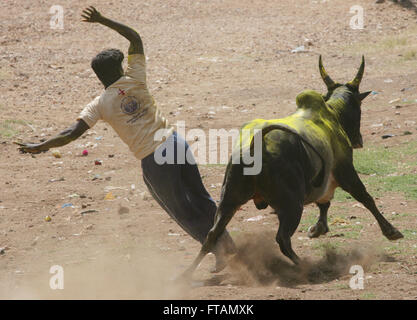 Jallikattu bull apprivoiser au cours de Pongal festival.Madurai, Tamil Nadu, Inde. Bull indien lutte est interdite l'année dernière Banque D'Images