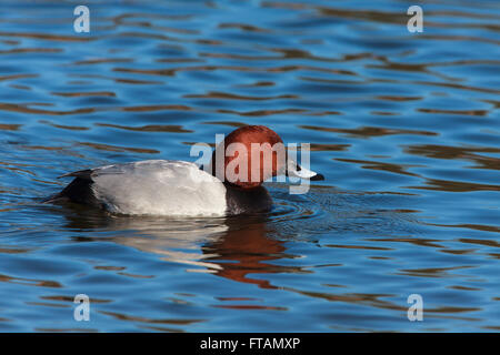 Fuligule milouin Aythya ferina mâle adulte natation Banque D'Images