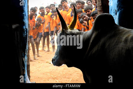 Portrait d'un Jallikattu Jallikattu .Bull Bull apprivoiser au cours de Pongal festival.Madurai, Tamil Nadu,Indian Corrida est interdite. Banque D'Images