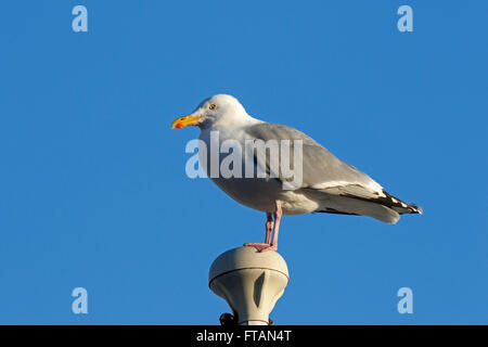 Goéland argenté Larus argentatus hot perché sur un lampadaire Banque D'Images