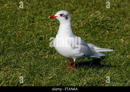 Mouette mélanocéphale Larus melanocephalus adultes non nuptiale Banque D'Images