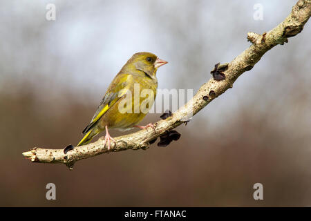 Verdier d'Europe Carduelis chloris perché adultes Banque D'Images