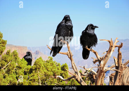 Big black crows sont assis sur arbre sec. Banque D'Images