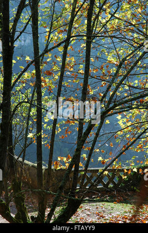 Les feuilles d'automne de la falaise, Rocamadour, donnant sur la vallée. Banque D'Images