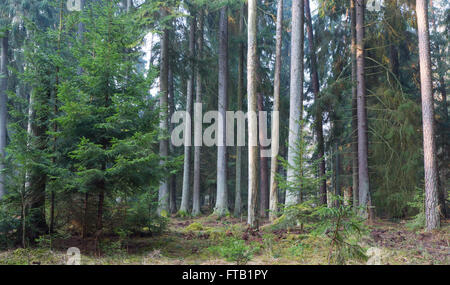 Peuplement résineux de la forêt de Bialowieza dans la brume du matin avec le pin et epicea de Bialowieza,Pologne,Europe Banque D'Images