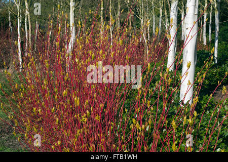 Biches himalayenne Betula utilis var jacquemontii et Red tig Dogwood Cardinal Cornus sericea au printemps Banque D'Images