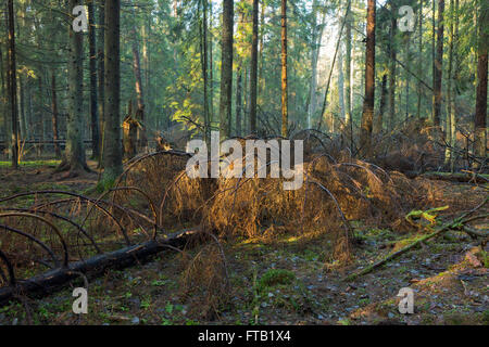 Sunbeam entrant en peuplement résineux matin brumeux avec vieux chêne arbre en premier plan, la forêt de Bialowieza, Pologne,Europe Banque D'Images