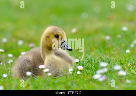 Bernache du Canada (Branta canadensis), gosling se reposant dans un pré des fleurs, Rhénanie du Nord-Westphalie, Allemagne Banque D'Images