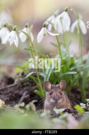 Souris domestique (Mus musculus) peeking out de son trou, Hesse, Allemagne Banque D'Images