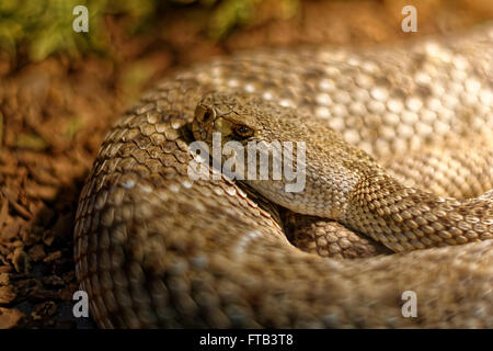 Serpent dans le terrarium - Levantine viper Banque D'Images