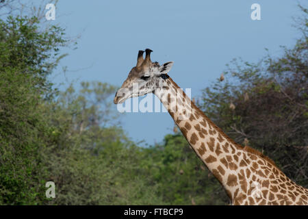 L'Afrique, la Zambie, le parc national de South Luangwa. La girafe Thornicroft (Wild : Giraffa camelopardalis) thornicrofti Banque D'Images