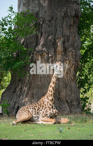 L'Afrique, la Zambie, le parc national de South Luangwa. La girafe Thornicroft (Wild : Giraffa camelopardalis) thornicrofti Banque D'Images