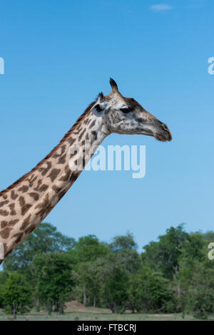 L'Afrique, la Zambie, le parc national de South Luangwa. La girafe Thornicroft (Wild : Giraffa camelopardalis) thornicrofti Banque D'Images