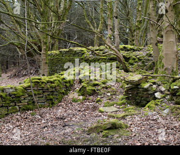 Les clées, Roddlesworth Woods Woods, près de Blackburn with Darwen, Lancashire. Banque D'Images