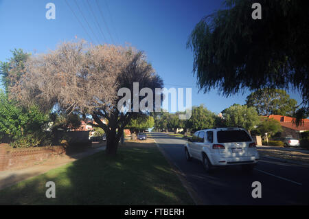 L'été chaud et sec et la suppression des tables de l'eau causant la mort d'arbres de rue autochtones établis comme ceci peppermint (Agonis flexuosa) Banque D'Images