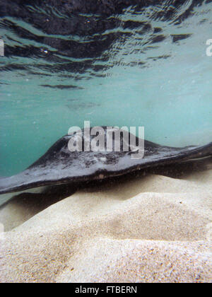 Head-on voir de grandes stingray en eau peu profonde, Hamelin Bay, région de Margaret River, Australie de l'Ouest Banque D'Images