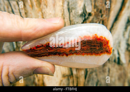 L'Afrique de l'onyx agate druzy naturel minéral pierre sur emplacement dans park Banque D'Images