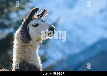 Le lama (Lama glama), portrait, captive, Vorderstoder, Haute Autriche, Autriche Banque D'Images