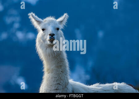 Le lama (Lama glama), captive, Vorderstoder, Haute Autriche, Autriche Banque D'Images