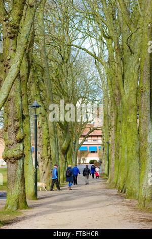 Kristianstad, Suède - 20 mars 2016 : les gens marcher dans une ruelle avec des arbres de chaque côté. Une seule personne a un chien. Il s'agit d'oreille Banque D'Images
