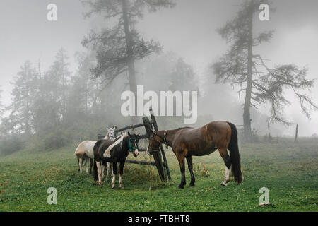 Chevaux en laisse dans un pré en arrière-plan une forêt de brouillard. Banque D'Images
