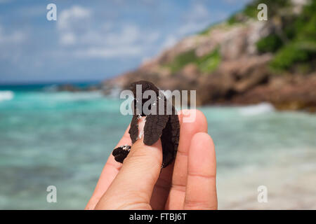 La tortue imbriquée tortue de mer récemment éclos des bébés à l'île d'Aride, Seychelles Banque D'Images