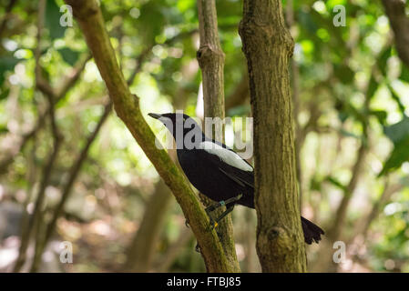 Seychelles Copsychus sechellarum magpie-robin Banque D'Images