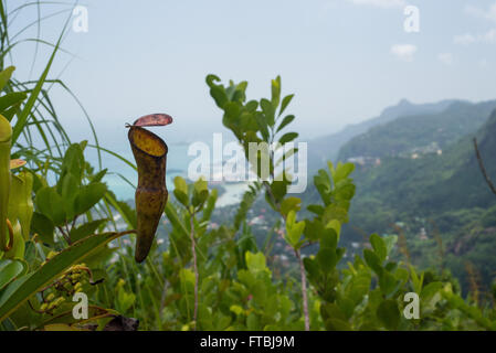 Des Seychelles Nepenthes pervelli sur l'île de Mahe, Seychelles Banque D'Images