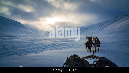 Les chiens de traineaux Scott Turnerbreen Glacier, près de Longyearbyen, Spitsbergen, Svalbard Banque D'Images