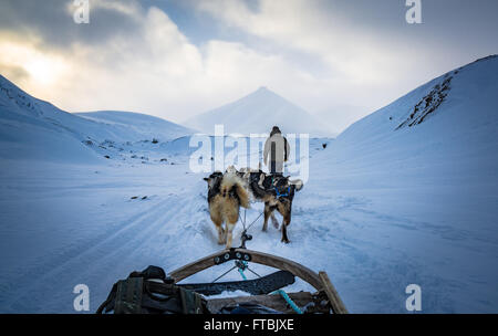 Les chiens de traineaux Scott Turnerbreen Glacier, près de Longyearbyen, Spitsbergen, Svalbard Banque D'Images