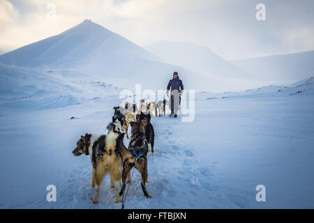 Les chiens de traineaux Scott Turnerbreen Glacier, près de Longyearbyen, Spitsbergen, Svalbard Banque D'Images