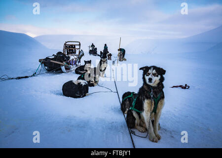 Les chiens de traineaux Scott Turnerbreen Glacier, près de Longyearbyen, Spitsbergen, Svalbard Banque D'Images