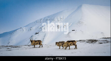 Renne du Svalbard à Hiorthamn, près de Longyearbyen, Spitsberg Banque D'Images