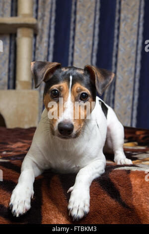 Jack Russell Terrier tricolore allongé sur le lit Banque D'Images