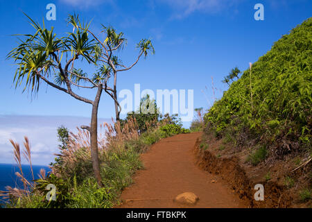 Sur le chemin de boue Kalalau Trail à Kauai, Hawaï. Banque D'Images