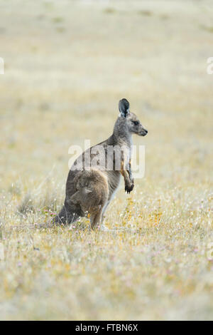 Kangourou gris de l'Est ou de forestier (Macropus giganteus tasmaniensis), Maria Island, Tasmanie, Australie Banque D'Images