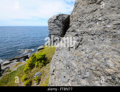 Falaises fossiles, Maria Island National Park, Tasmanie, Australie Banque D'Images