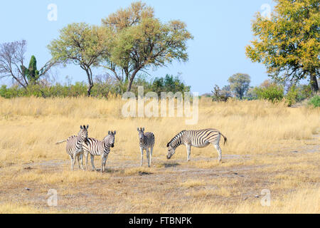 Plaines ou le zèbre de Burchell (Equus quagga), Sandibe Camp, par le Moremi, Okavango Delta, Botswana, Afrique du Sud Banque D'Images