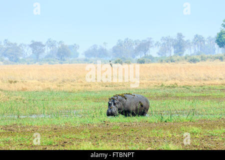 Hippopotame (Hippopotamus amphibius) sortant de l'eau avec cobes lechwes rouges, Moremi, Okavango Delta, Kalahari, Botswana, Afrique du Sud Banque D'Images