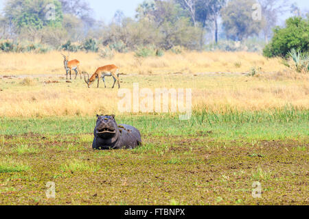 Hippopotame (Hippopotamus amphibius) sortant de l'eau avec cobes lechwes rouges, Moremi, Okavango Delta, Botswana Banque D'Images