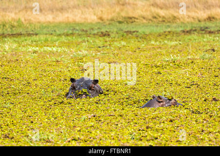 Hippopotame (Hippopotamus amphibius) tête émergeant de l'eau couvert de mauvaises herbes de l'étang, Moremi, Okavango Delta, Kalahari, Botswana, Africa Banque D'Images