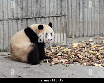 Un panda géant mange des pousses de bambou, Banque D'Images