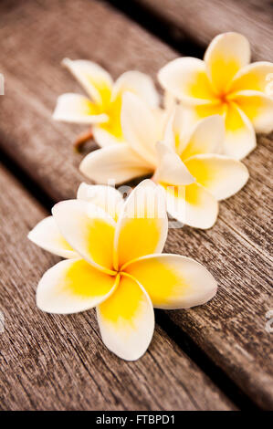 Plumeria fleurs sur fond de sol en bois Banque D'Images