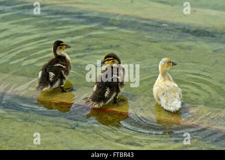 Trois mallard (Anas platyrhynchos) canetons debout dans l'eau Banque D'Images