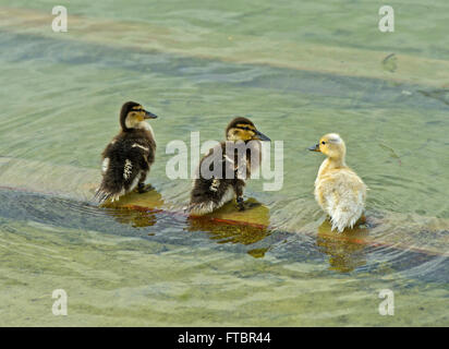 Trois mallard (Anas platyrhynchos) canetons debout dans l'eau Banque D'Images