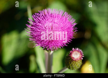 Mélancolie Cirsium heterophyllum), Saualpe, Carinthie, Autriche Banque D'Images